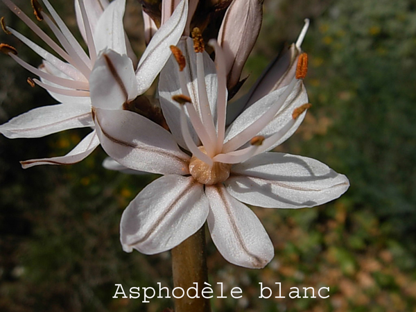 Asphodèle blanc (Asphodelus albus) b