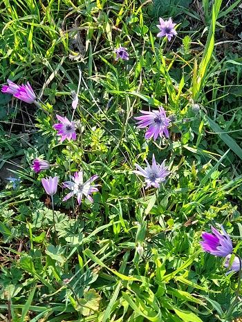 Anemones