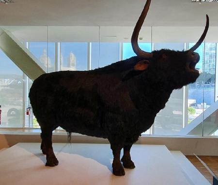 Bison prehistorique 1