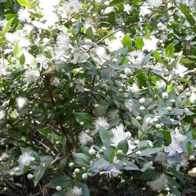 Fleurs de Caprier