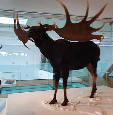 Cerf geant
