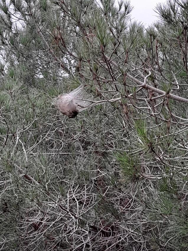 Chenilles processionaires