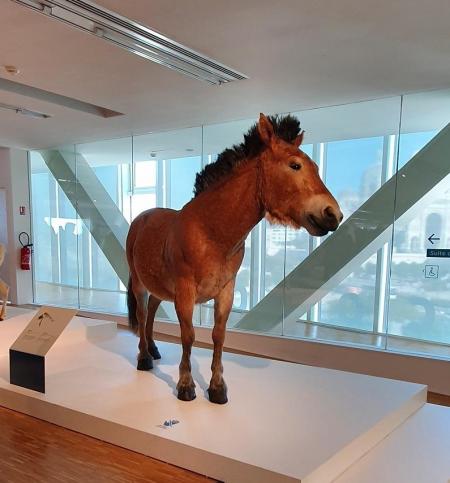 Cheval 1