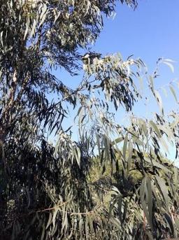 Eucalyptus arbre