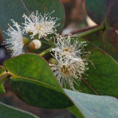 Fleur eucalyptus