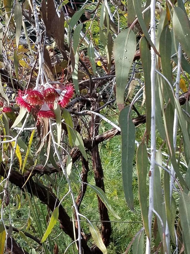 Fleur eucalytus rouge