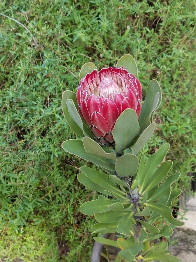 Fleur protea