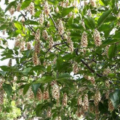 Houblon 1