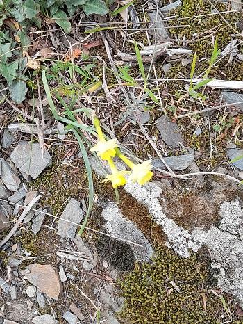 Jonquilles 1