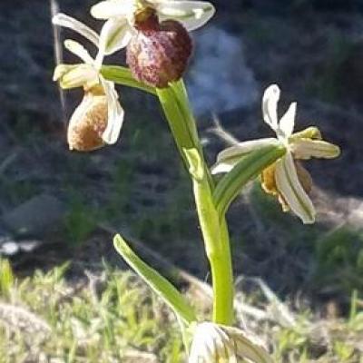 Ophrys boudon2
