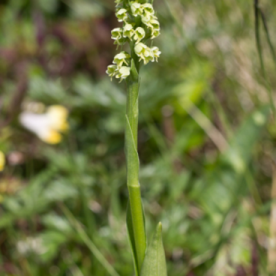 Orchis albida 1