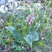 Orchis de robert himantoglossum robertianum