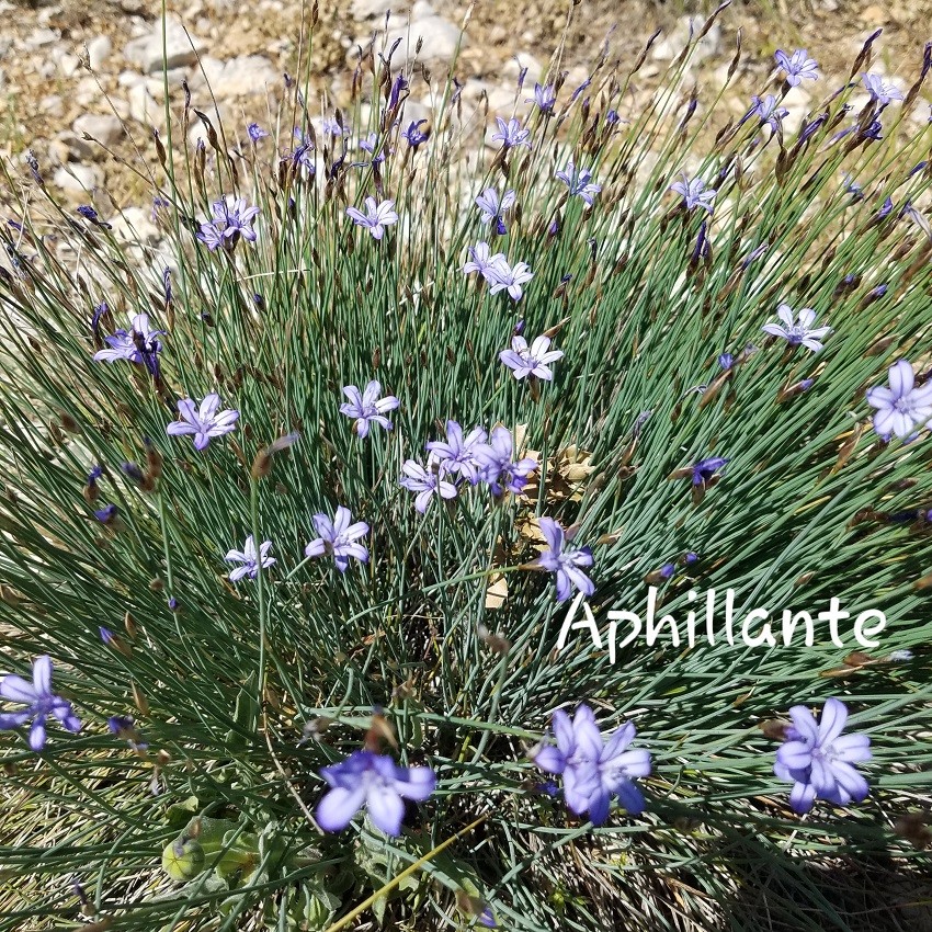 Aphyllante1