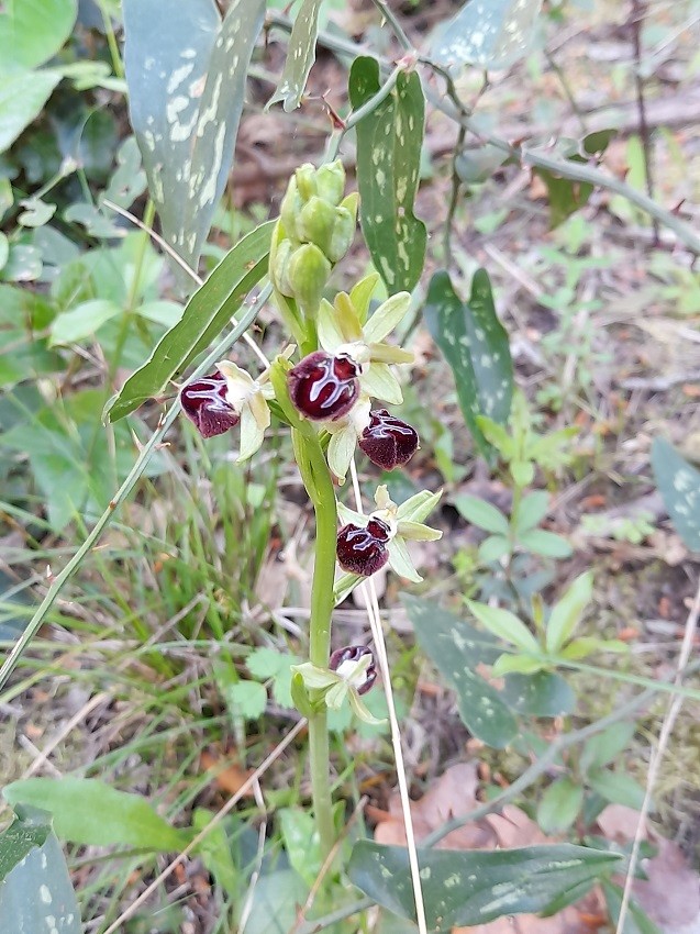 Ophrys mouche
