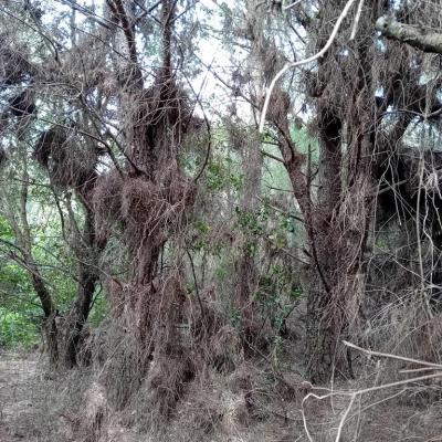 20 hautes bruyeres arborescentes sechees recouvertes des aiguilles des pins qui les ont etouffees