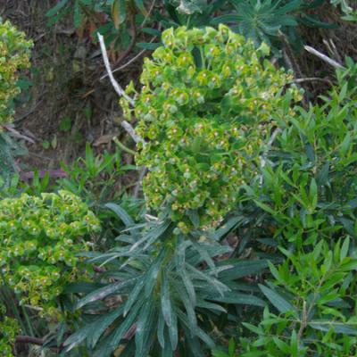 6 euphorbe characias