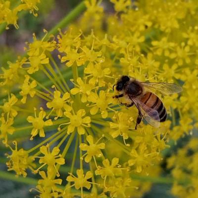 Abeille 1