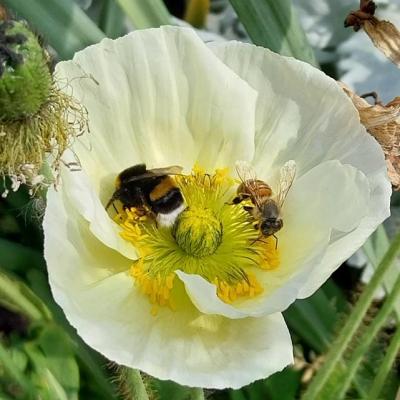Abeille bourdon pavot