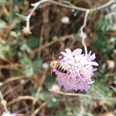 Abeille sur scabieuse
