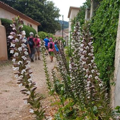 Acanthes
