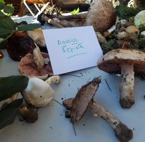 Agarics
