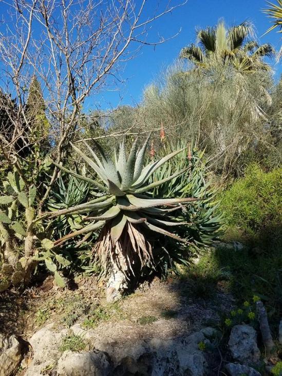 Agave