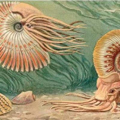 Ammonites