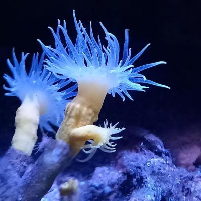 Anemones 2