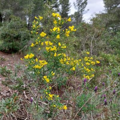 Argelas ajonc de provence