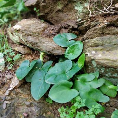 Arisarum capuchon de moine