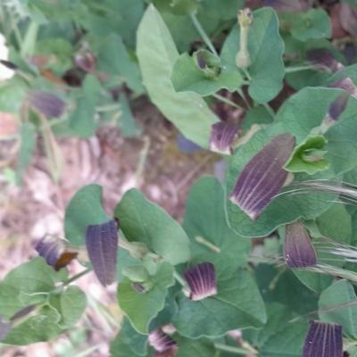 Aristoloche 2