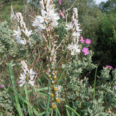 Asphodeles cistes