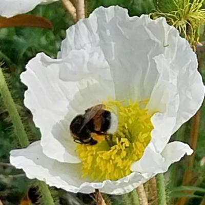 Bourdon pavot