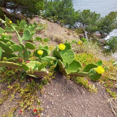 Cactus fleurs
