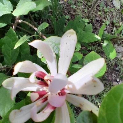 Calycanthus 1