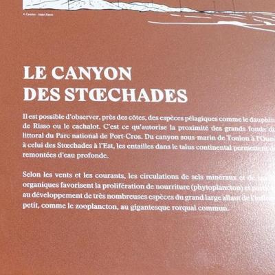 Canyon stoechades