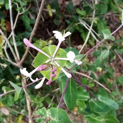 Chevrefeuille 1