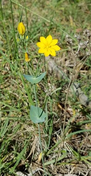 Chlora perfoliee