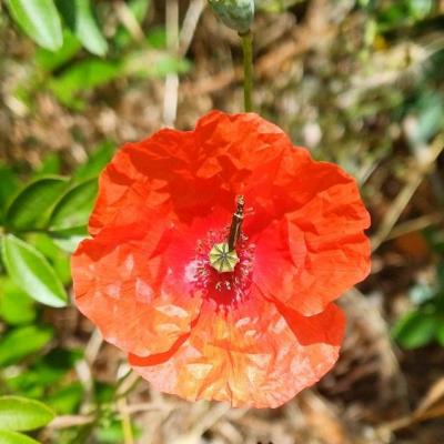 Coleoptere et coquelicot