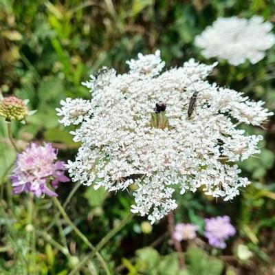 Coleoptere sur fleur ombelle