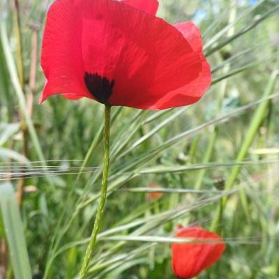 Coquelicot 1