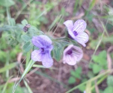 Cynoglossum
