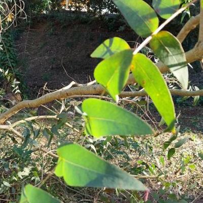 Feuilles eucalyptus