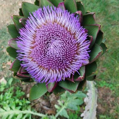 Fleur artichaud