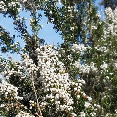 Fleurs blanche bruyere