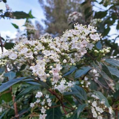 Fleurs laurier tin