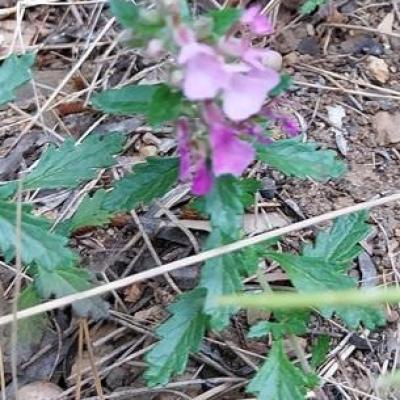 Germandree petit chene2