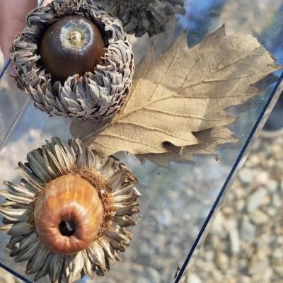 Gland cupule chevelu