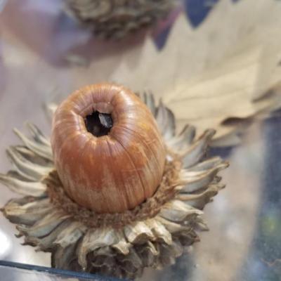 Gland cupule chevelu2