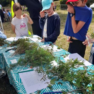 Herbiers